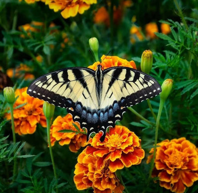 Attract BUTTERFLIES to your garden with these flowering plants!