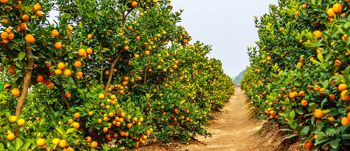 Fruit Trees for sale in Cape Town Cape Garden Online