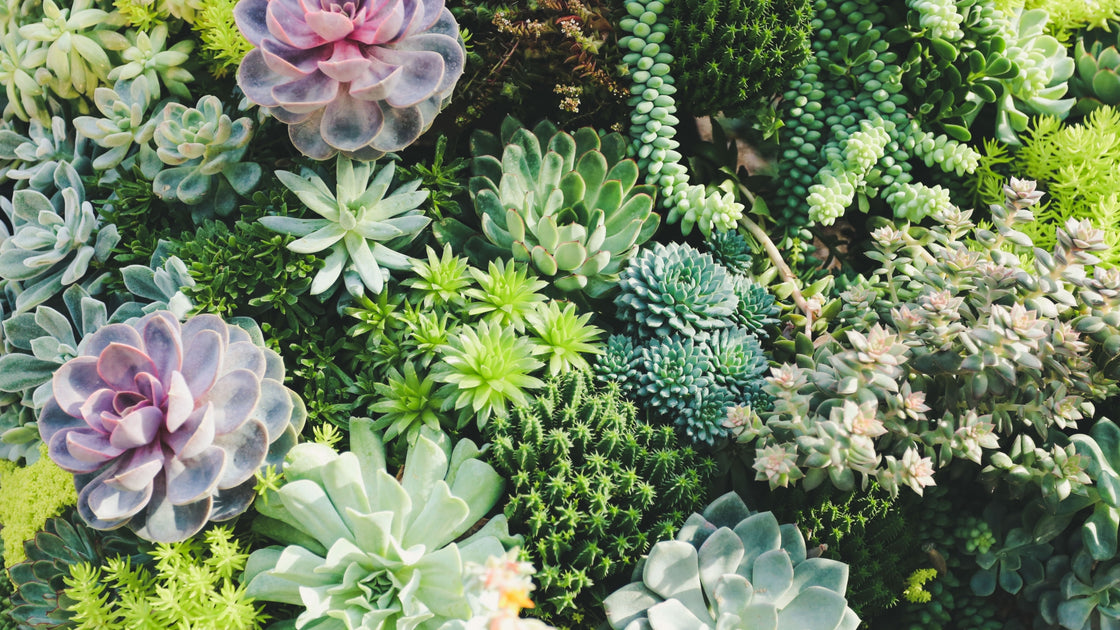 Shop succulents Cape Garden Online