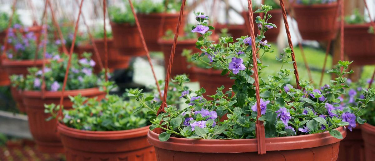 Hanging deals baskets online