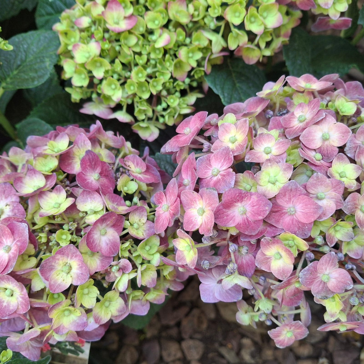 Hydrangea Endless Summer Love - Repeat Blooming Shrub | Cape