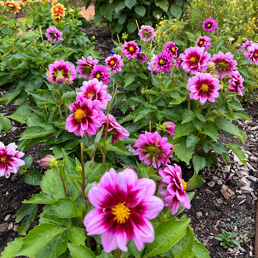 Dahlia 'Yogi' Cape Garden Online