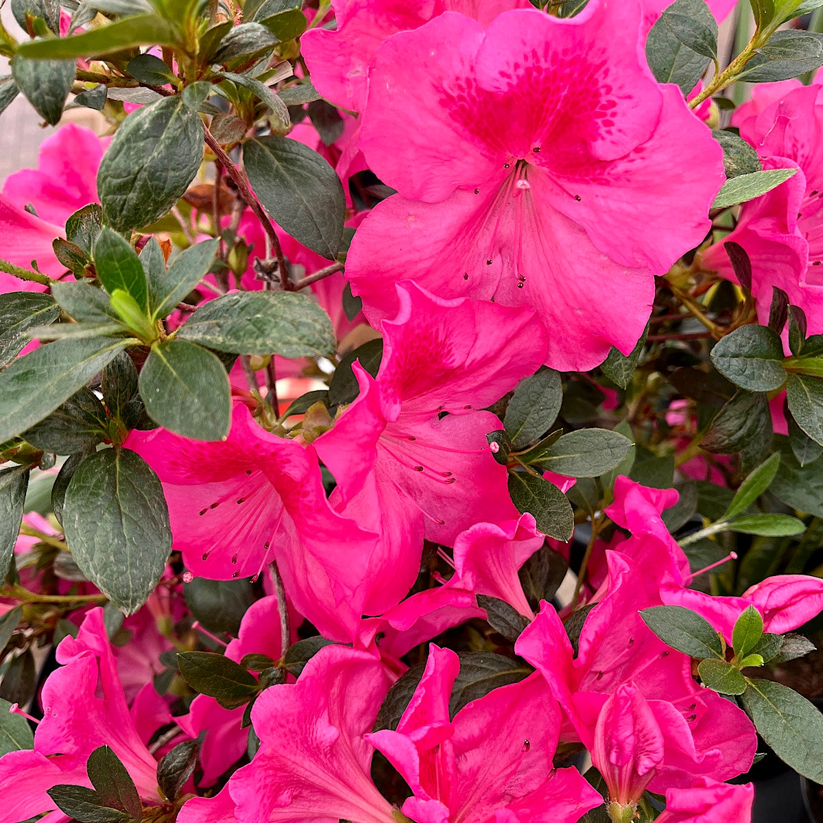Azalea Sweet Rosy Pink for sale in Cape Town – Cape Garden Online