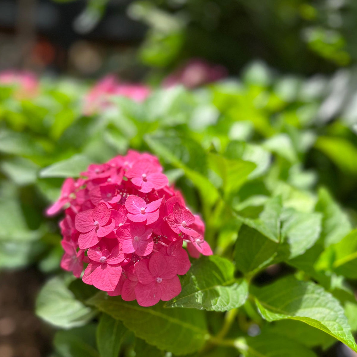 Hydrangea4936　準備中★ Eden Gardening - Guide Care Hydrangeas テープ・マスキングテープ