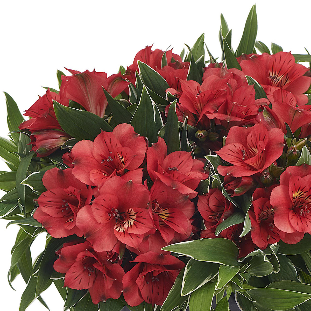 Inca Lilly Alstroemeria Colorita 'Katiana' Cape Garden Online