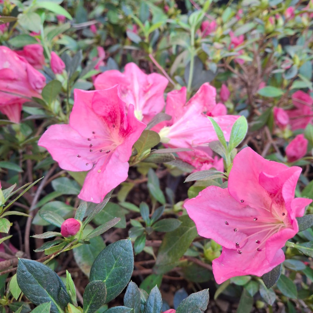 Azalea Sweet Rosy Pink for sale in Cape Town – Cape Garden Online