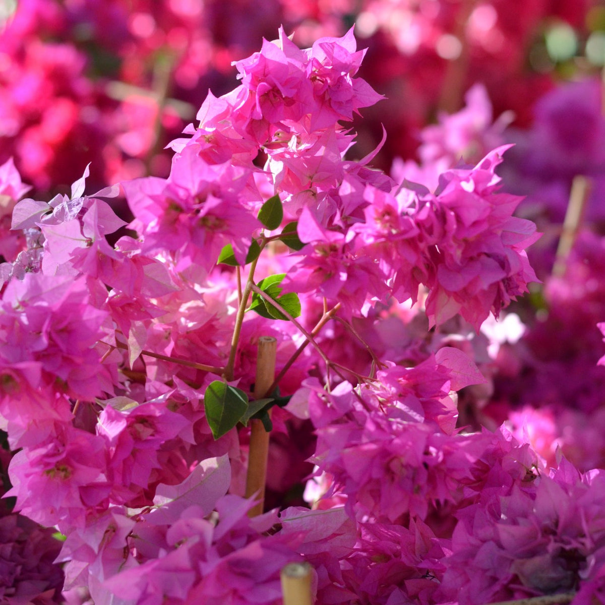 Bougainvillea Philippine Parade Cape Garden Online bougainvillea-philippine-parade-cape-garden-online