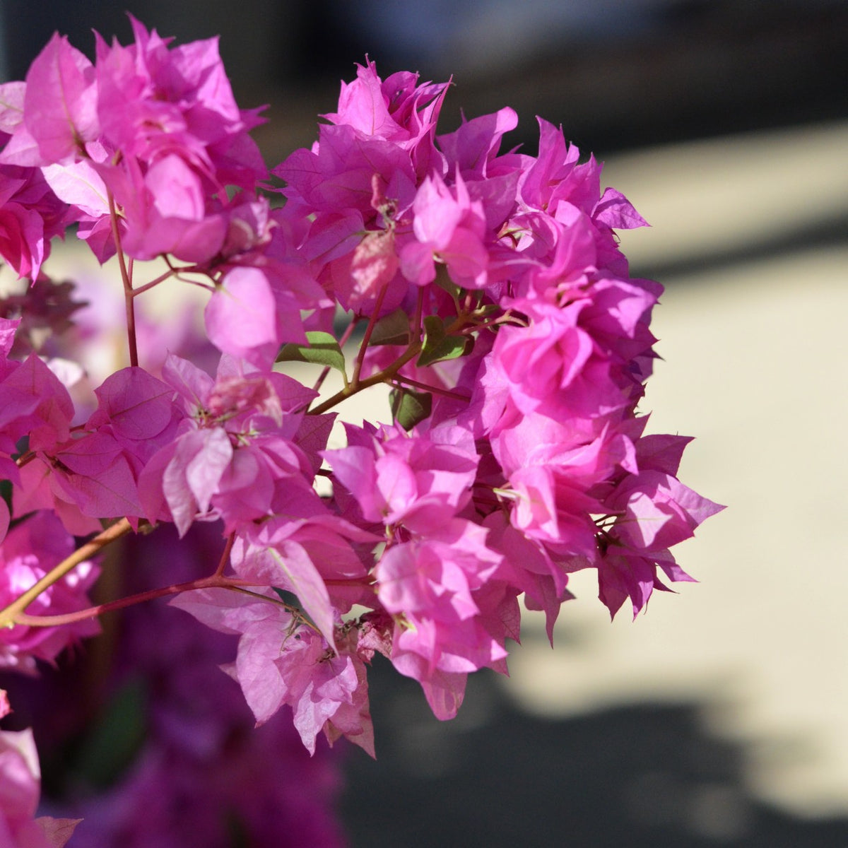 Bougainvillea Philippine Parade Cape Garden Online bougainvillea-philippine-parade-cape-garden-online