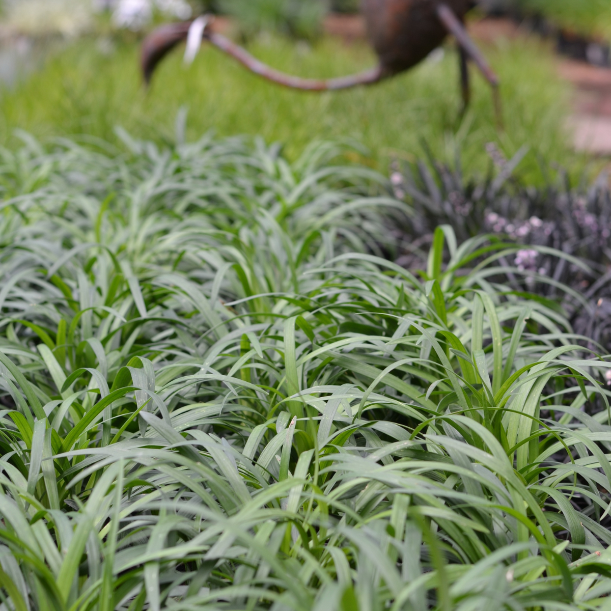 Lilyturf - Groundcover for Shade & Sun for Sale Cape Town – Cape