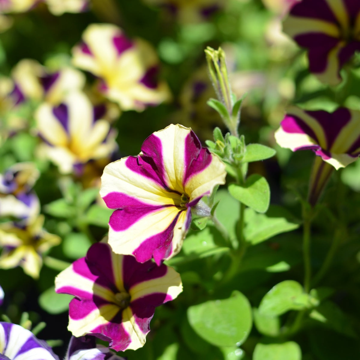 Petunia Hybrida Amore 'Heart & Soul' Cape Garden Online