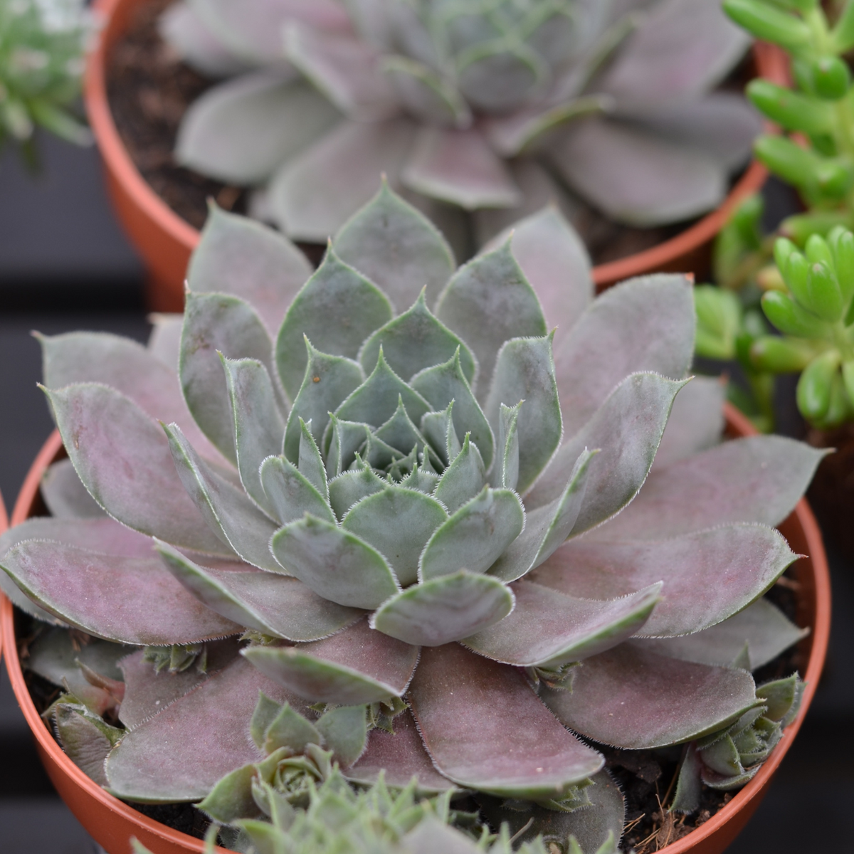 succulent grape plant Sempervivum 'Grape' – Cape Garden Online