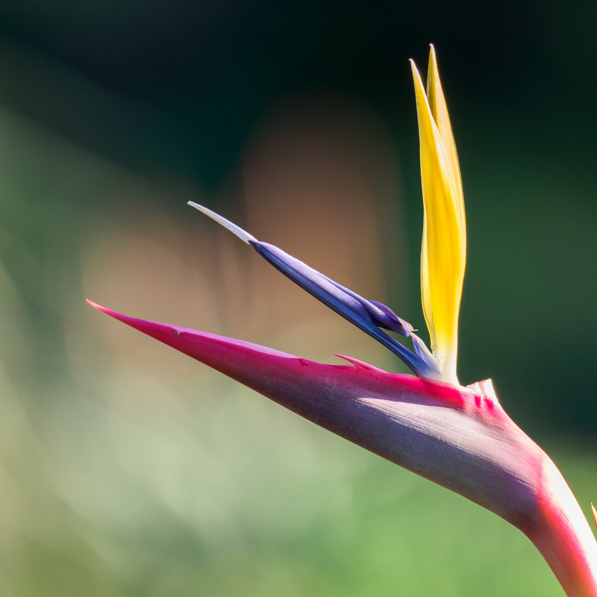 Bird of Paradise | Strelitzia Reginae 'Mandela's Gold' – Cape