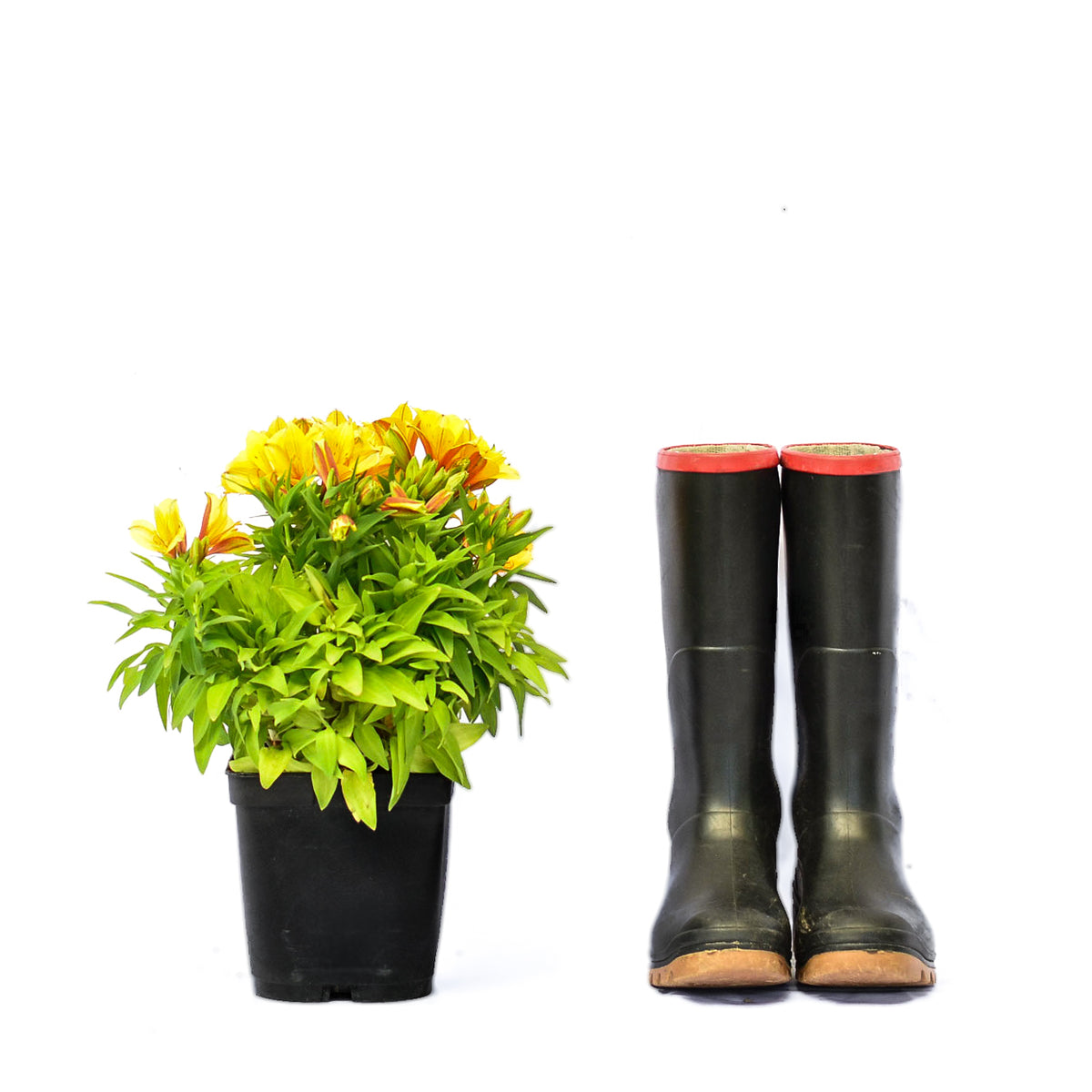 Inca Lilly Alstroemeria Colorita 'Lisa Yellow' Cape Garden Online