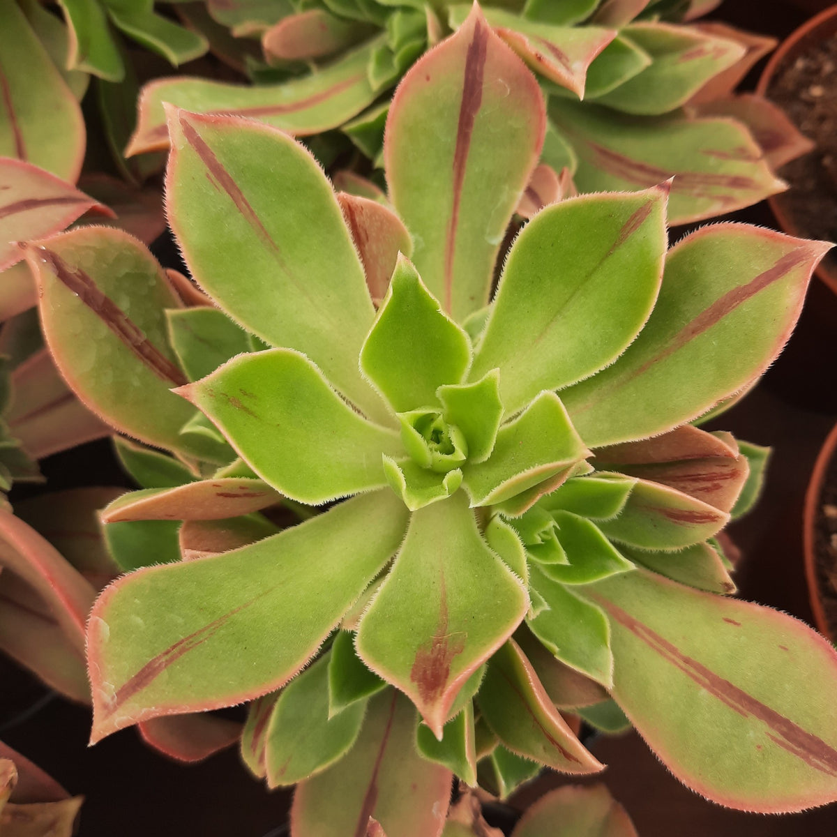 Aeonium 'Leucoblepharum Stripe' – Cape Garden Online