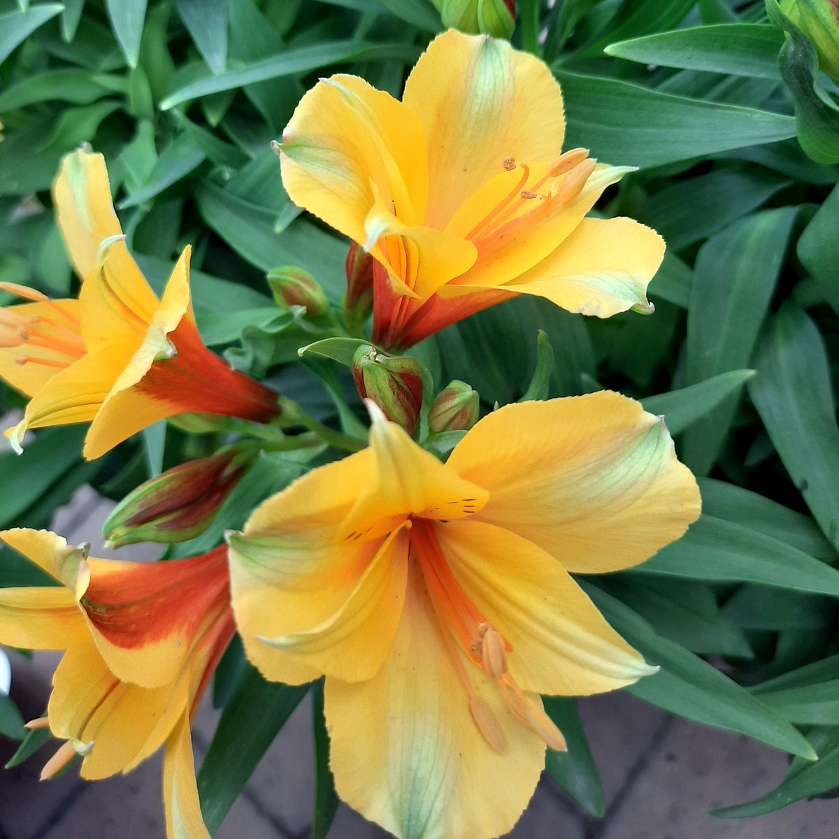 Inca Lilly Alstroemeria Colorita 'Lisa Yellow' Cape Garden Online