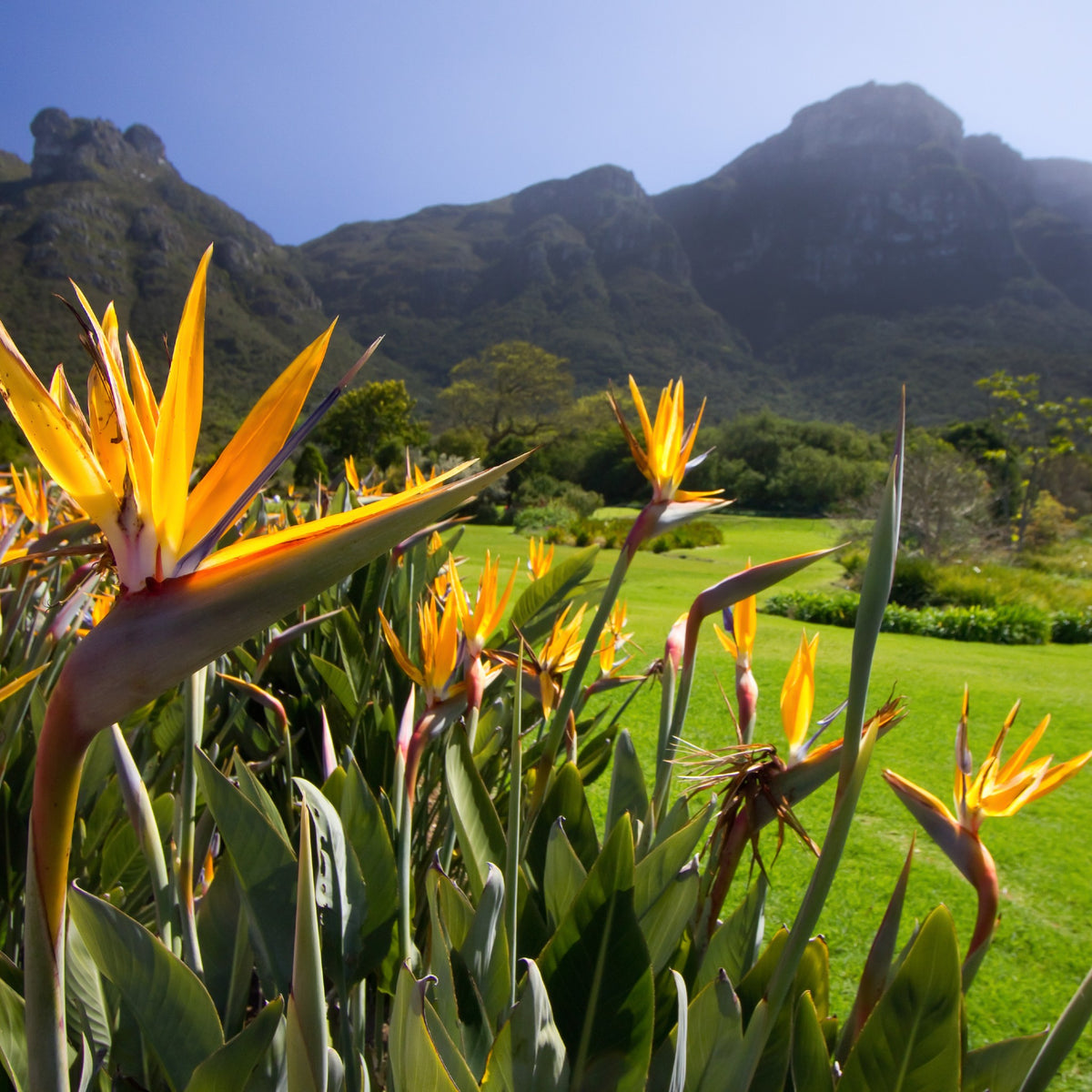 strelitzia online Bird of Paradise Strelitzia - Indigenous Plant