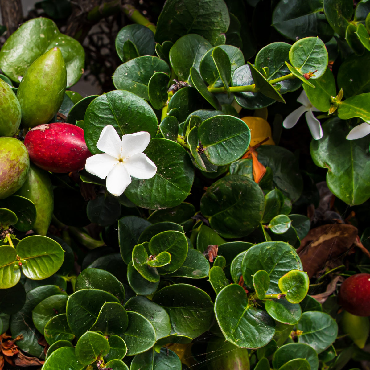 Carissa 'Green Carpet' Dwarf NumNum Cape Garden Online