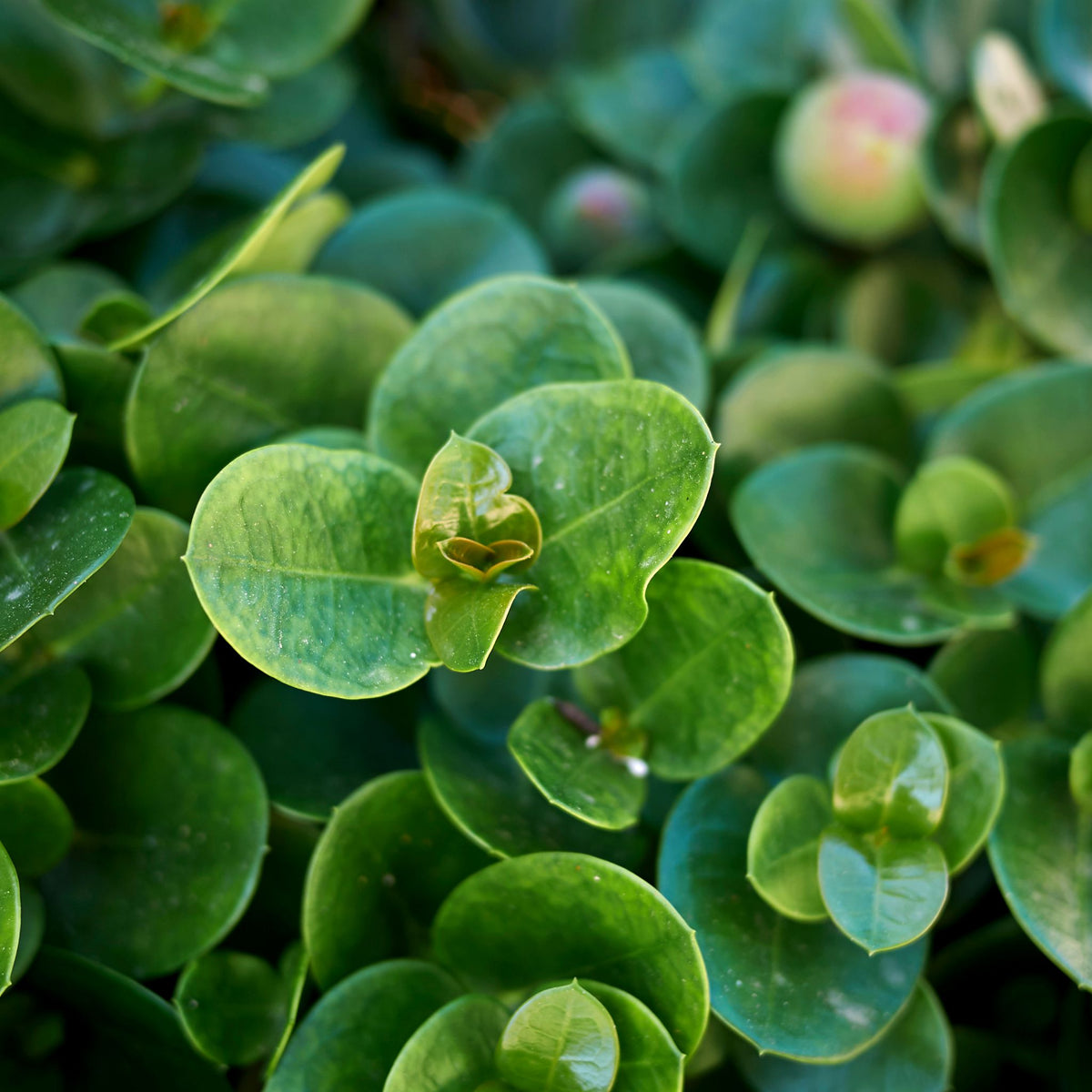 Carissa Macrocarpa – Cape Garden Online