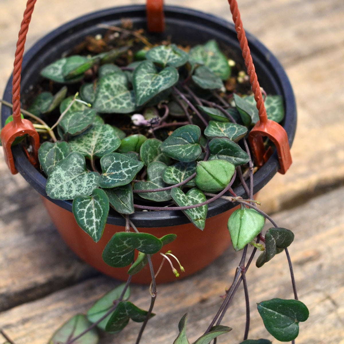 StringofHearts Hanging Basket Ceropegia Woodii Cape Garden Online