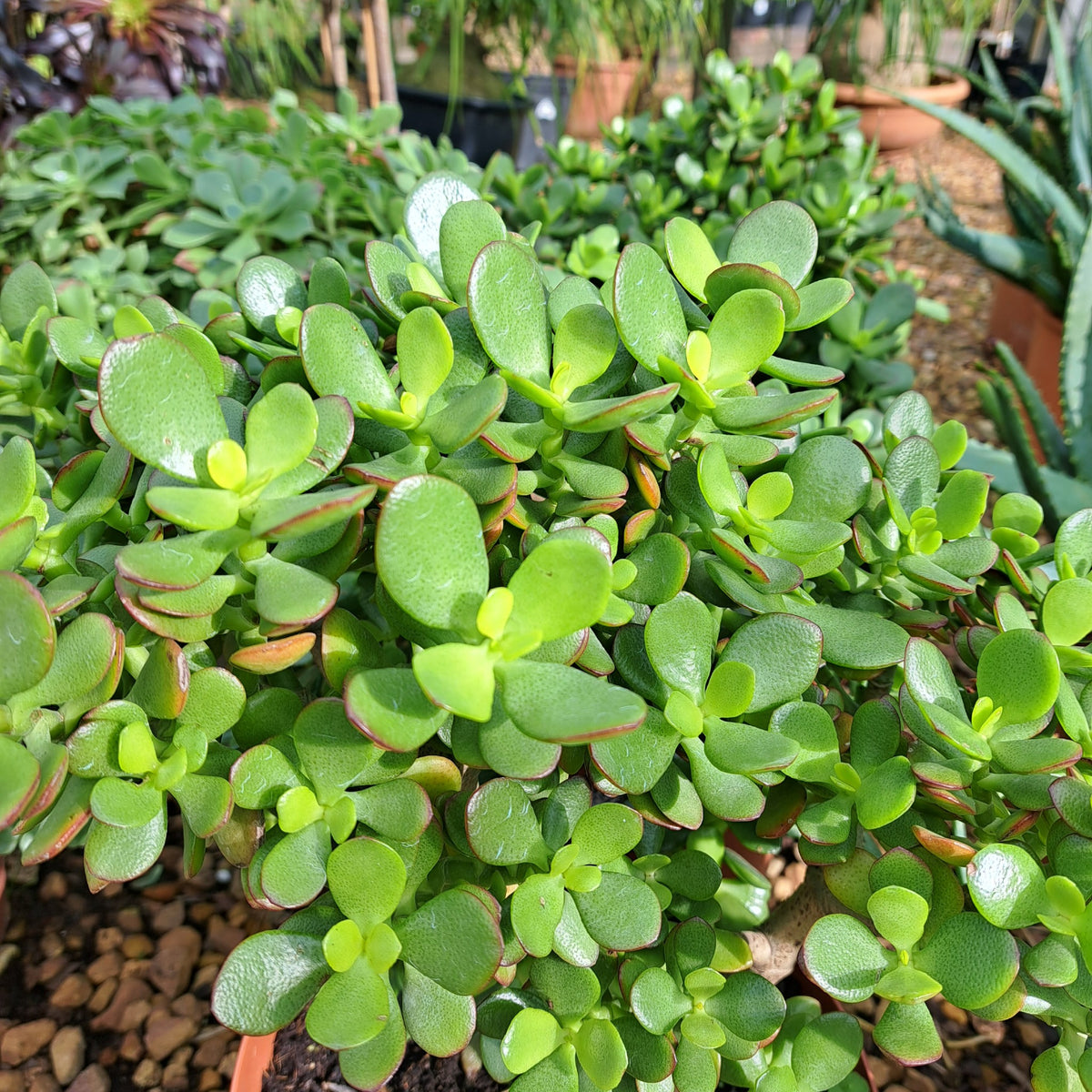 jade plant south africa Jade Plant | Money Plant Cape Town | Crassula Ovata