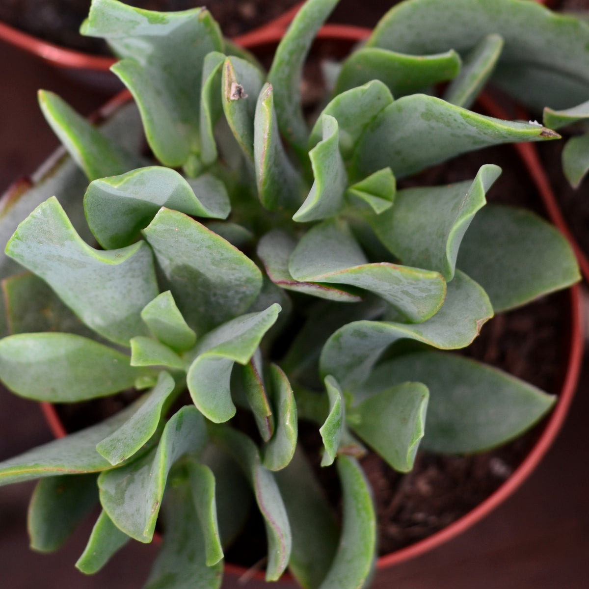 jade plant curly leaves Curly Jade Plant | Crassula Ovata