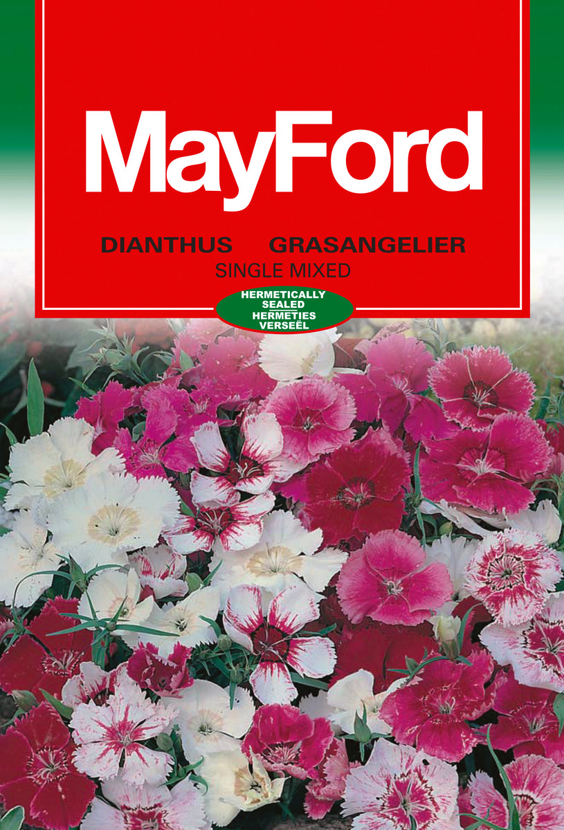 Small Package / 紫陽花＜CD＞　08250521H01T Dianthus (single Mixed) Seeds – Cape Garden Online