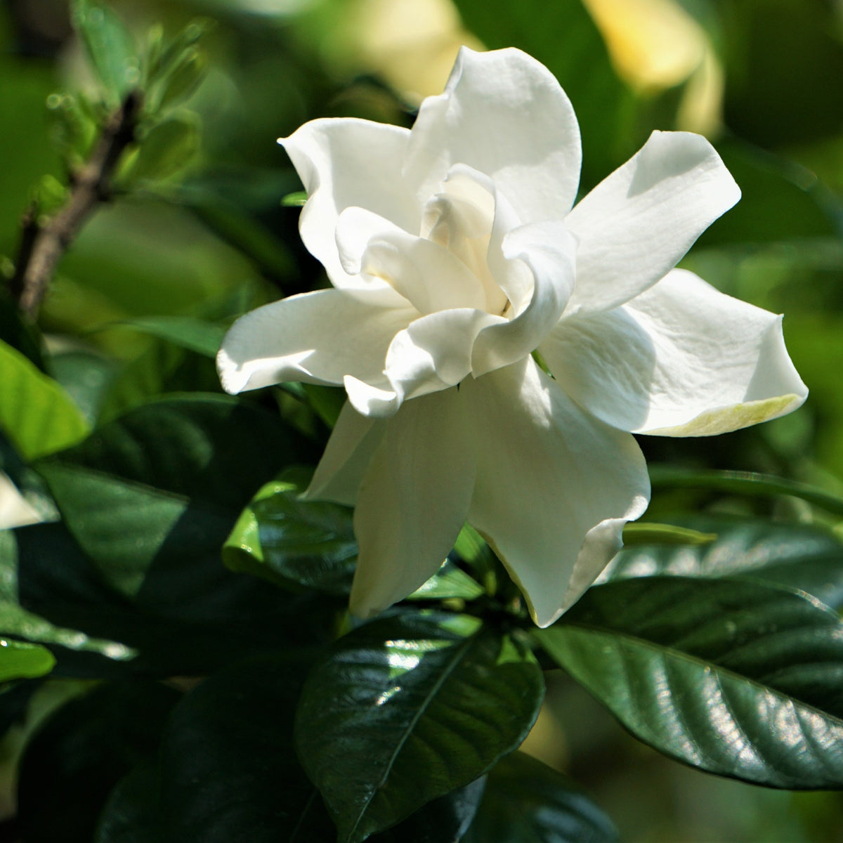 Cape Jasmine | Gardenia Jasminoides – Cape Garden Online