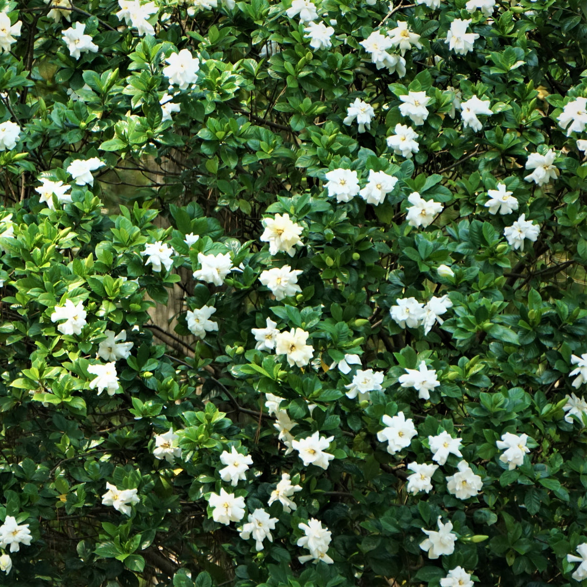 Cape Jasmine