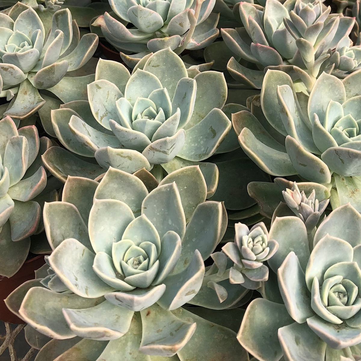 洋書 ECHEVERIA CULTIVARS 図鑑 The Genus Echeveria | NHBS Academic & Professional Books