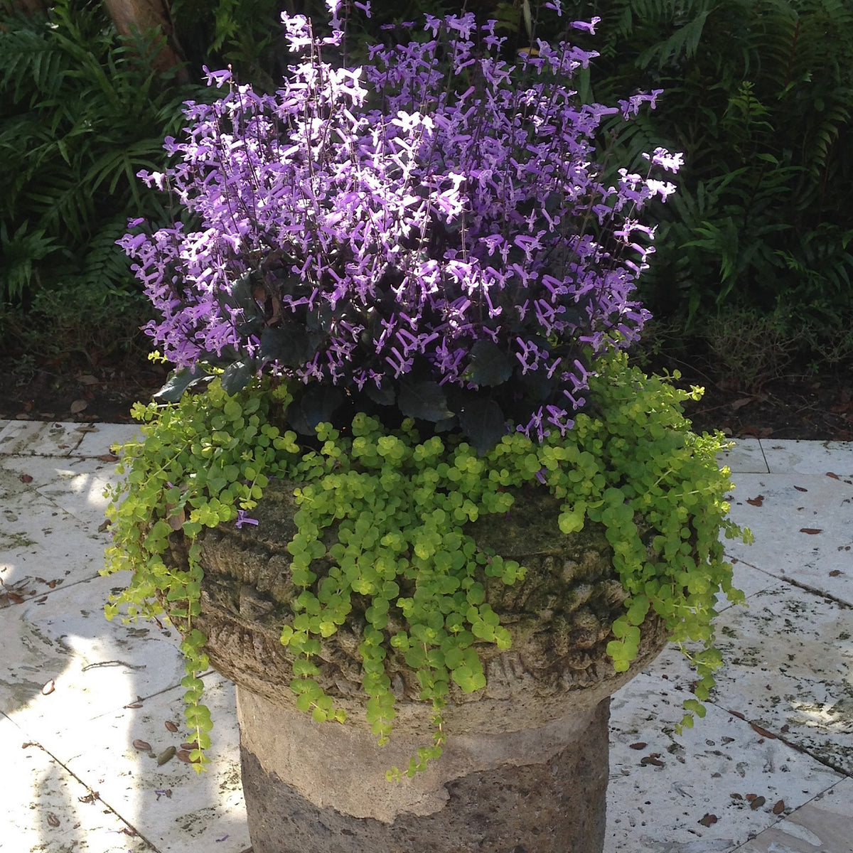 lavender plant in ghana Plectranthus Mona Lavender - Indigenous Shade Plant