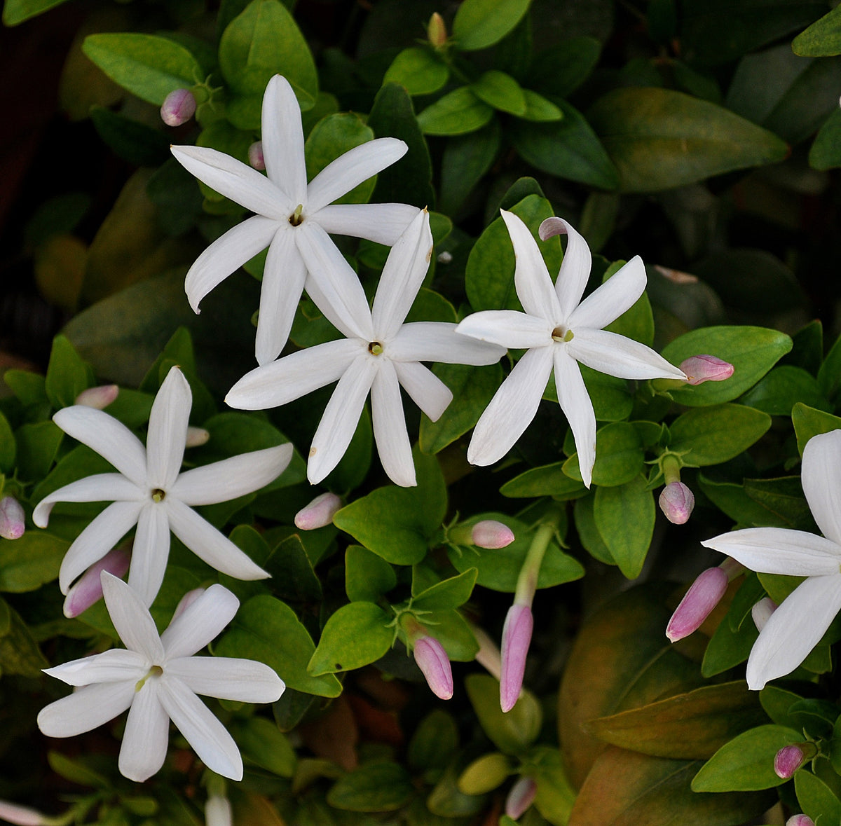 Jasmineページ Boerejasmyn Jasminum Multipartitum - Indigenous Jasmine | Cape