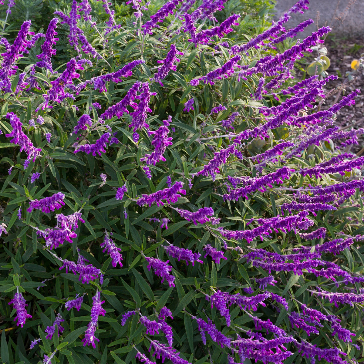 Mexican Bush Sage Salvia Leucantha Cape Garden Online