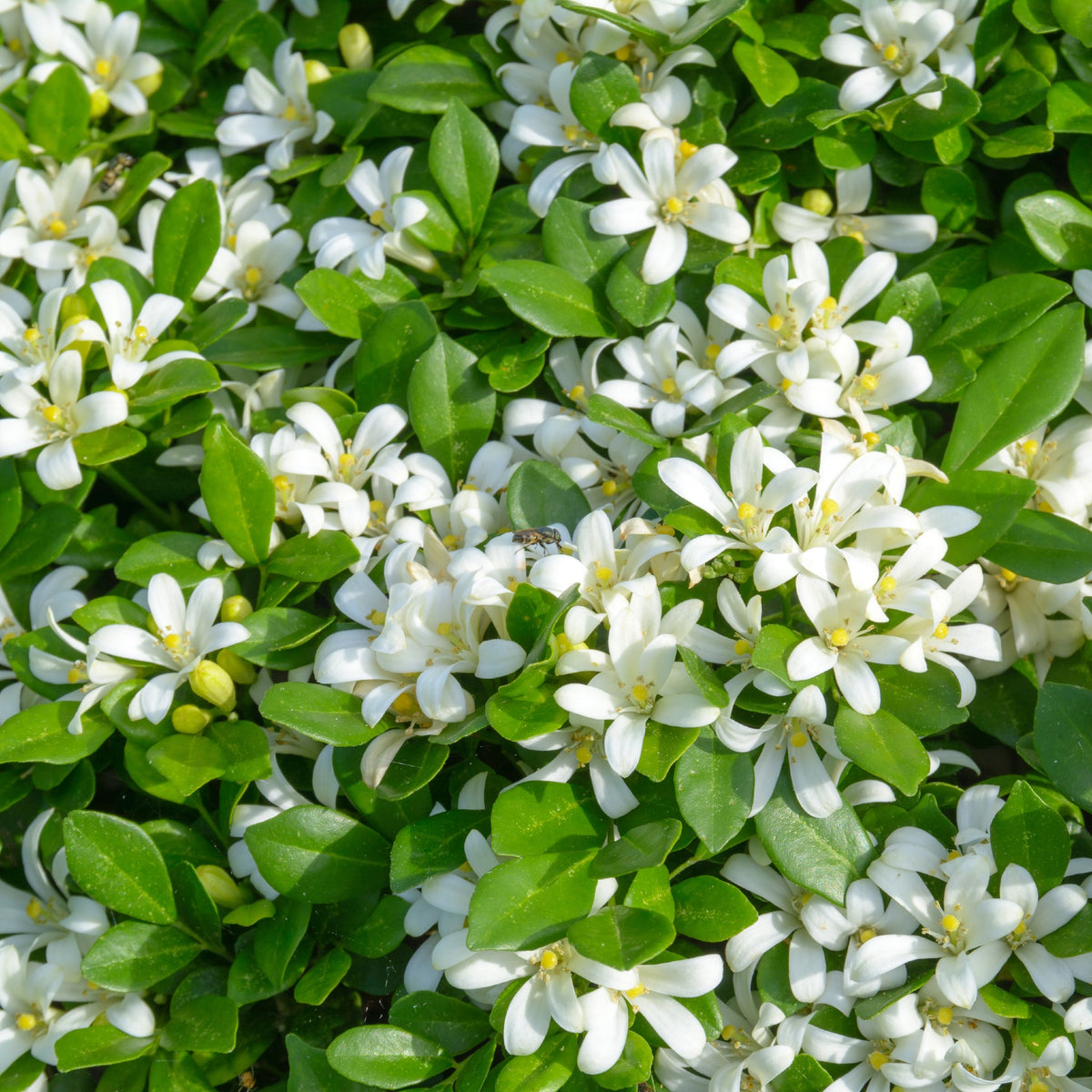 Orange Jasmine Fragrant Flowering Shrub Cape Garden – Cape