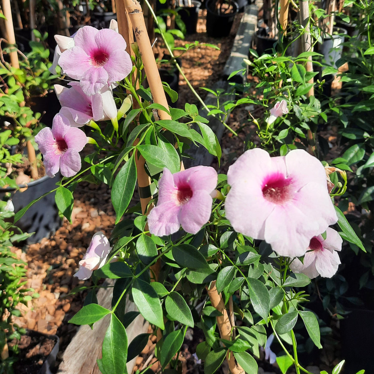 Pandorea Bower Vine