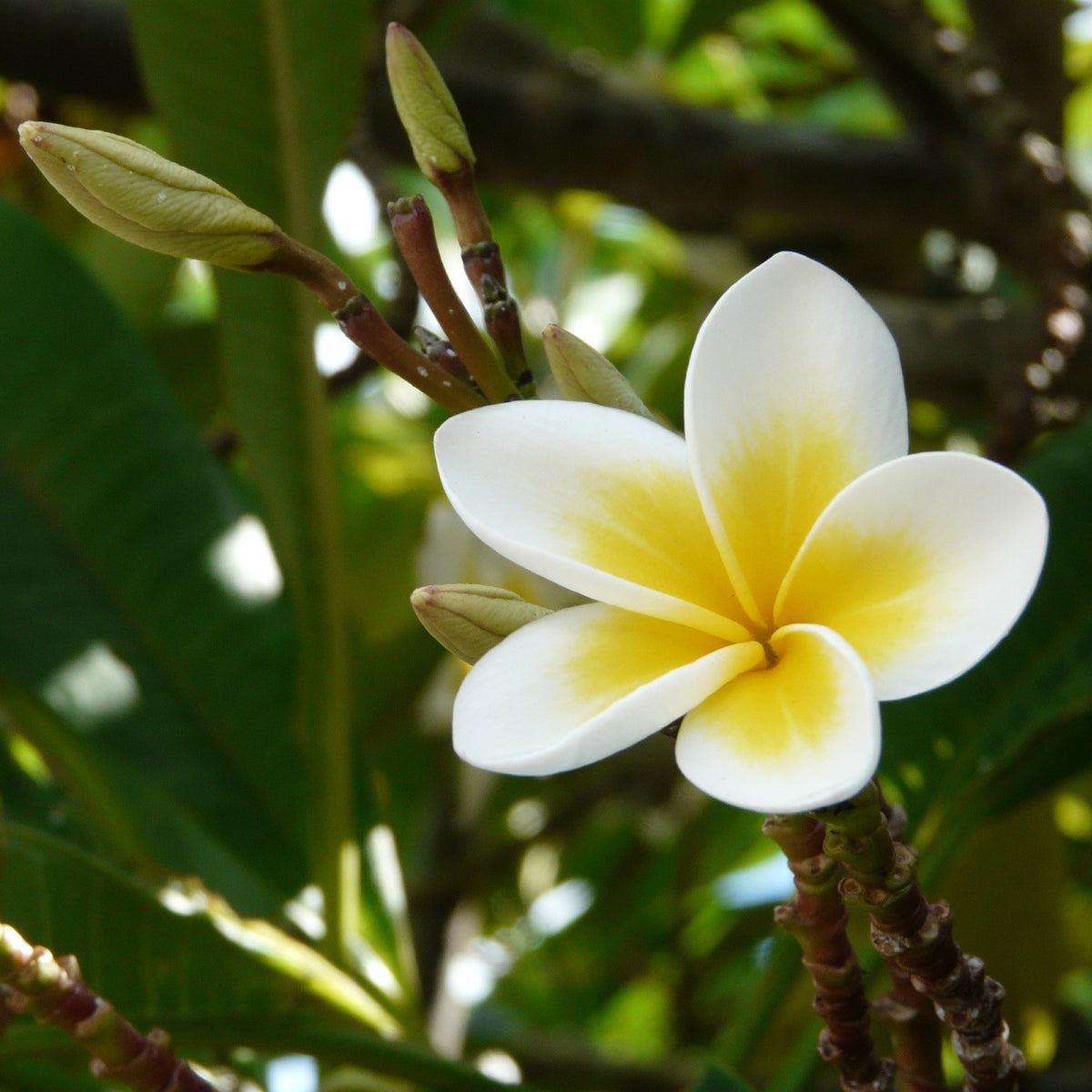 White Frangipani | Plumeria sp. – Cape Garden Online