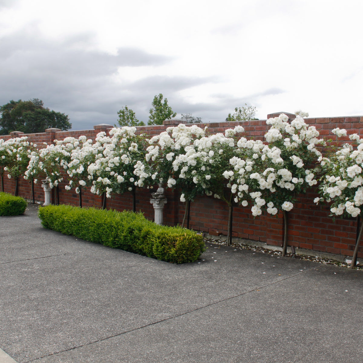 Iceberg Rose Std Rosa Iceberg Std (Lollipop) Cape Garden Online