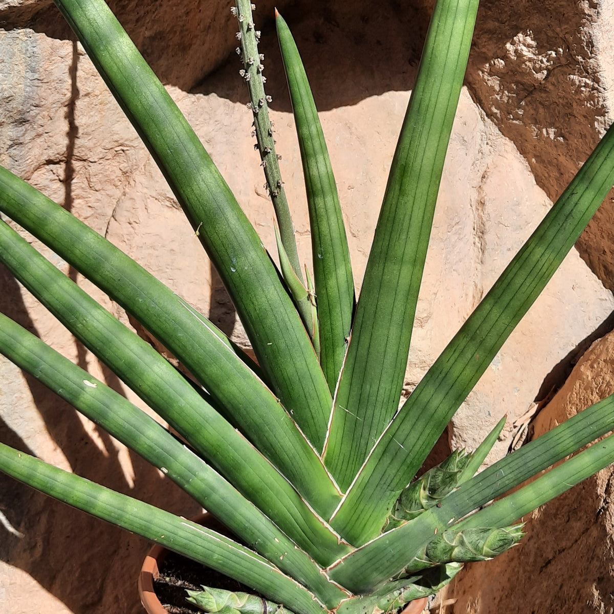 sansevieria-cylindrica-