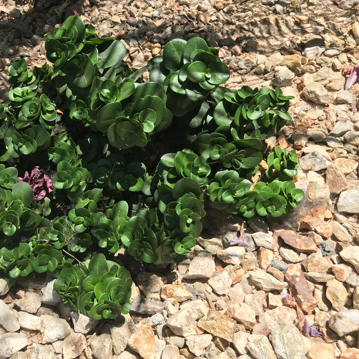 Carissa 'Green Carpet' Dwarf NumNum Cape Garden Online