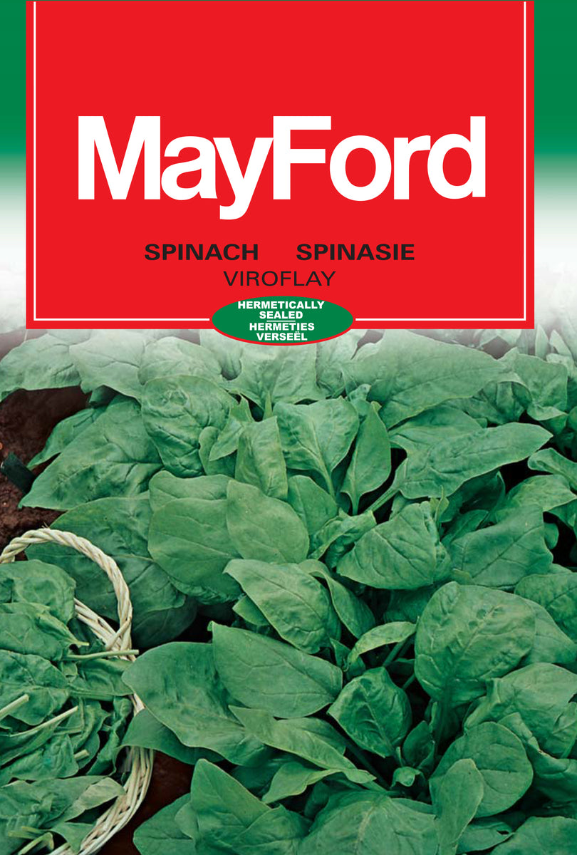 Spinach / Viroflay Seeds Cape Garden Online