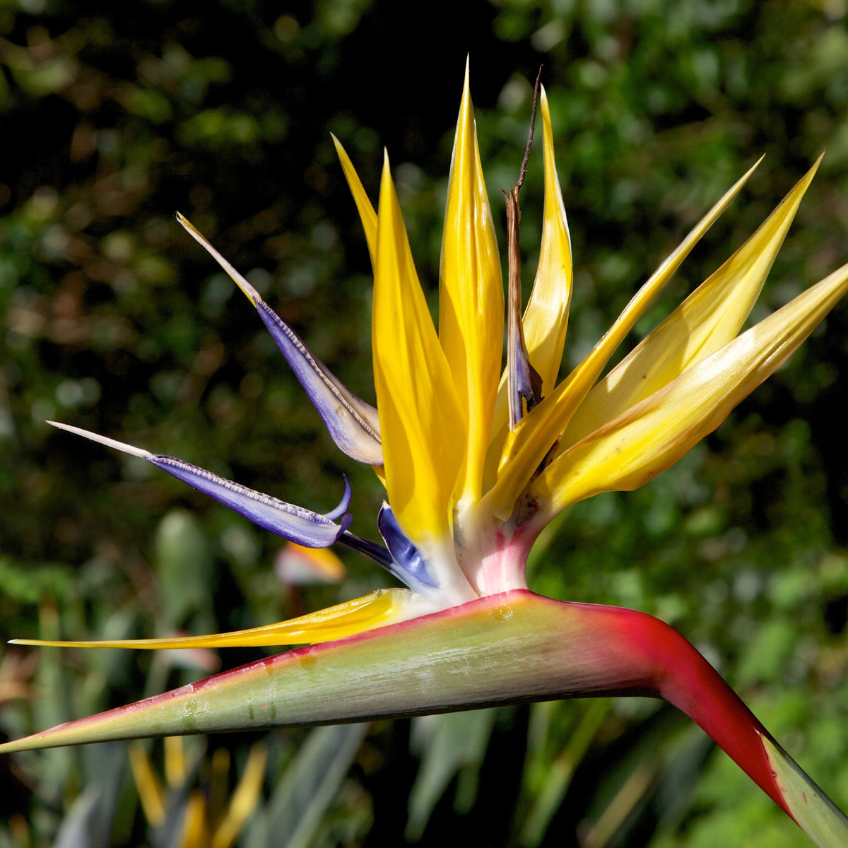 Bird of Paradise | Strelitzia Reginae 'Mandela's Gold' – Cape