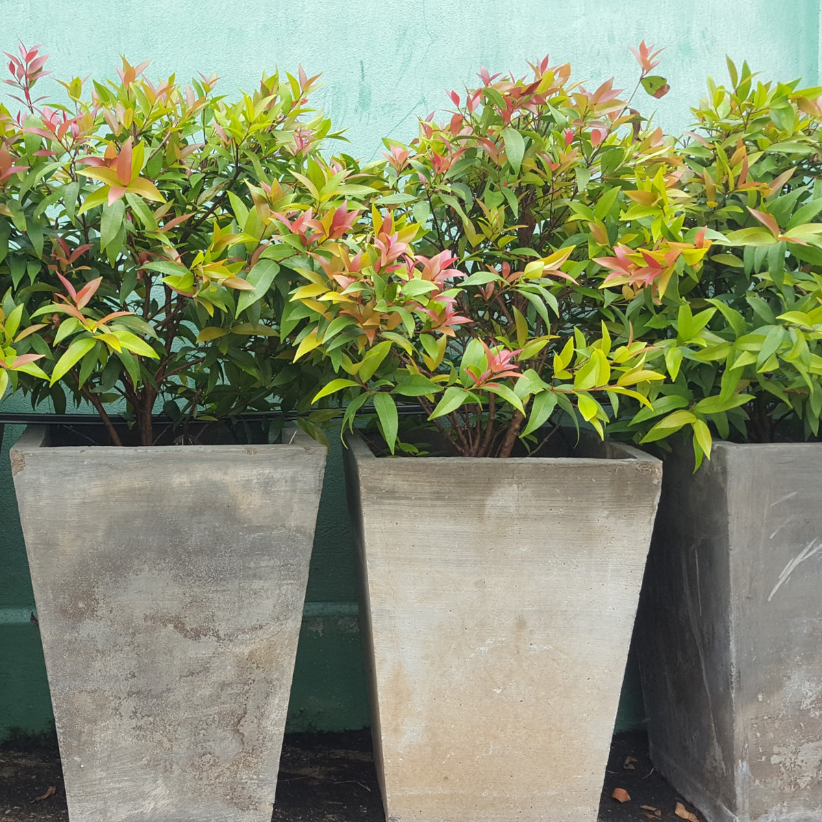 Australian BrushCherry Syzygium Paniculatum (Eugenia Myrtifolia
