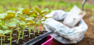The unsung hero of your garden: SOIL!