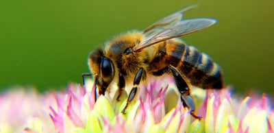 Create a bee-friendly garden with indigenous plants