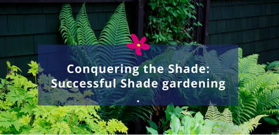 Shady Secrets: Unlocking the Beauty of Shade Gardening