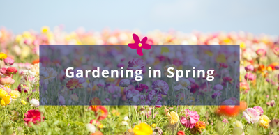 Gardening in Spring: A Smartie Box of Colour for Every Garden