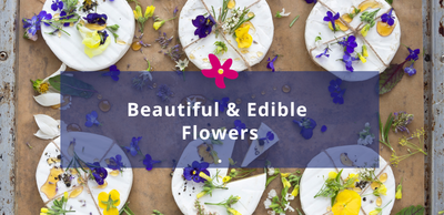 Beautiful and Edible: Flowers You Can Grow and Eat in the Western Cape