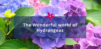 The Wonderful world of Hydrangeas