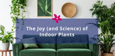 Indoor Plants Cape Town | Western Cape Plant Care Guide
