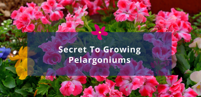 The Secret to Growing Pelargoniums Like a Pro