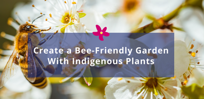 Create a bee-friendly garden with indigenous plants